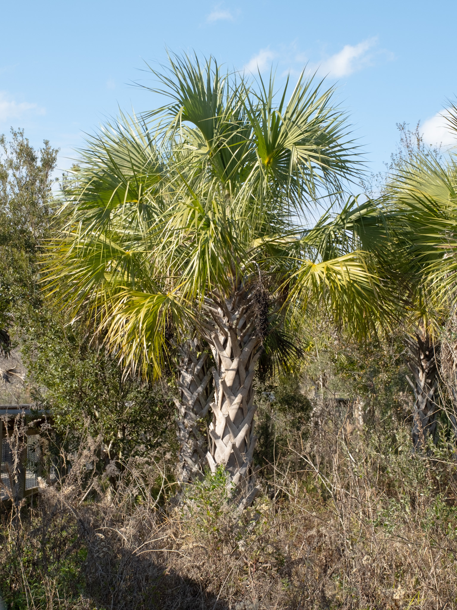 Palmera sabal (Sabal palmetto) — ejemplar maduro que muestra las características frondas costapalmadas y el tronco con cicatrices en el hábitat de matorral de Florida
