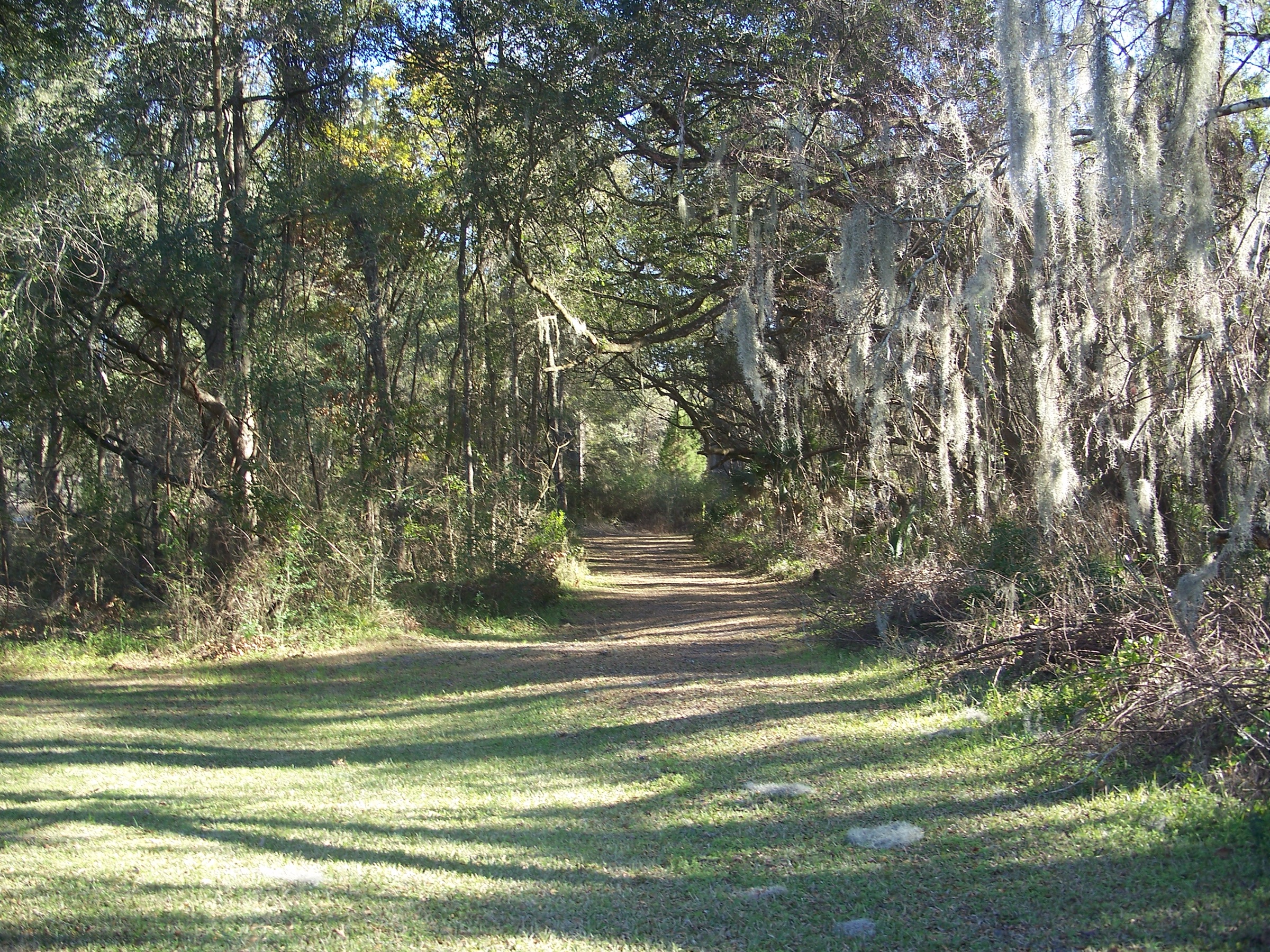 Sand and limestone off-road trail at Santos on the Cross Florida Greenway