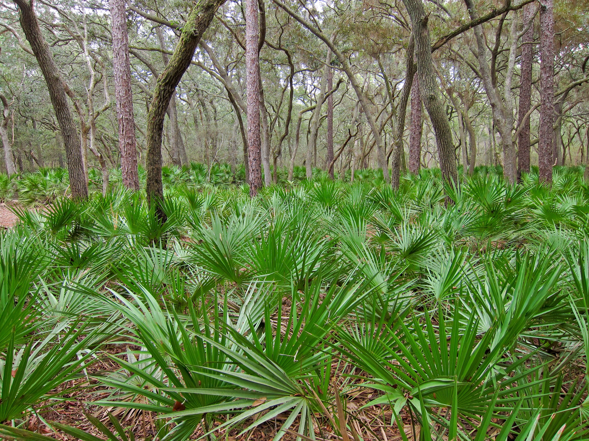 Fan-shaped saw palmetto fronds growing in Florida forest understory