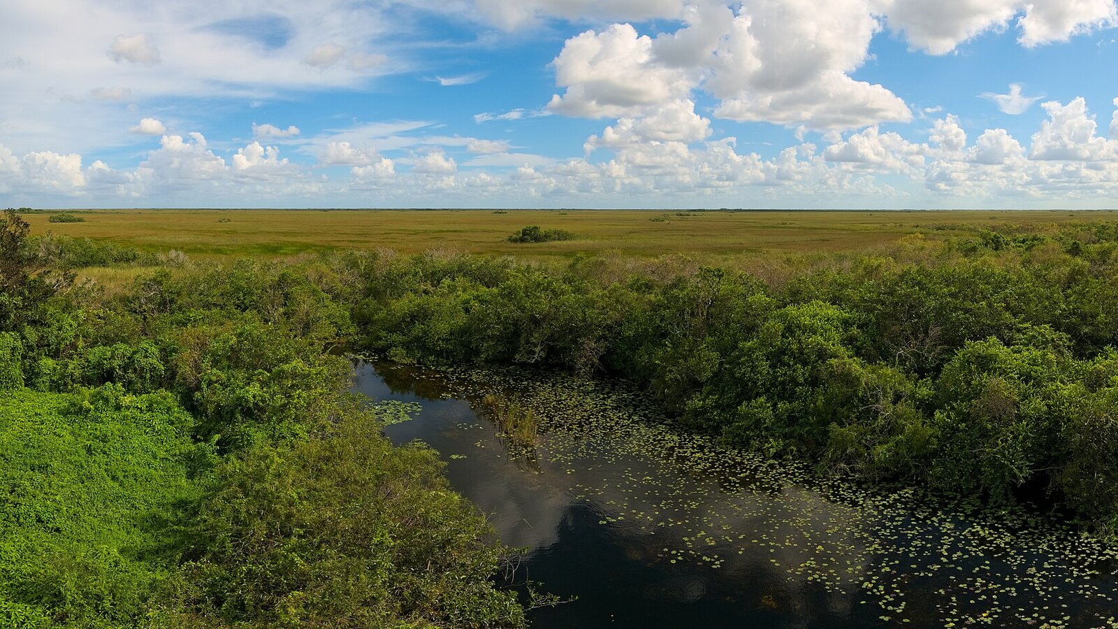Cyclist riding past a large alligator basking on a paved trail edge with sawgrass marsh extending to the horizon