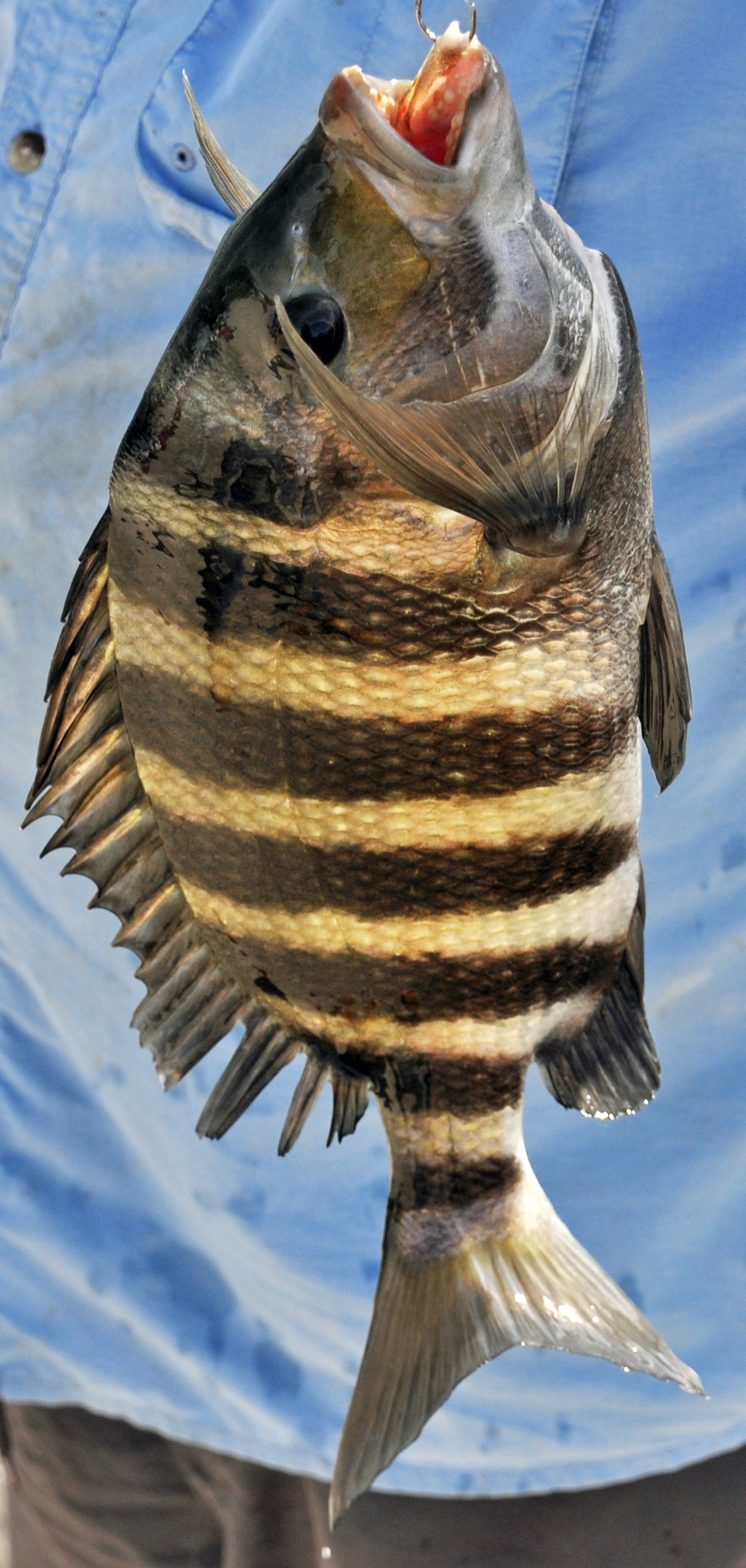 Um sheepshead segurado por um pescador, mostrando seu corpo prateado e profundo com marcantes barras pretas verticais