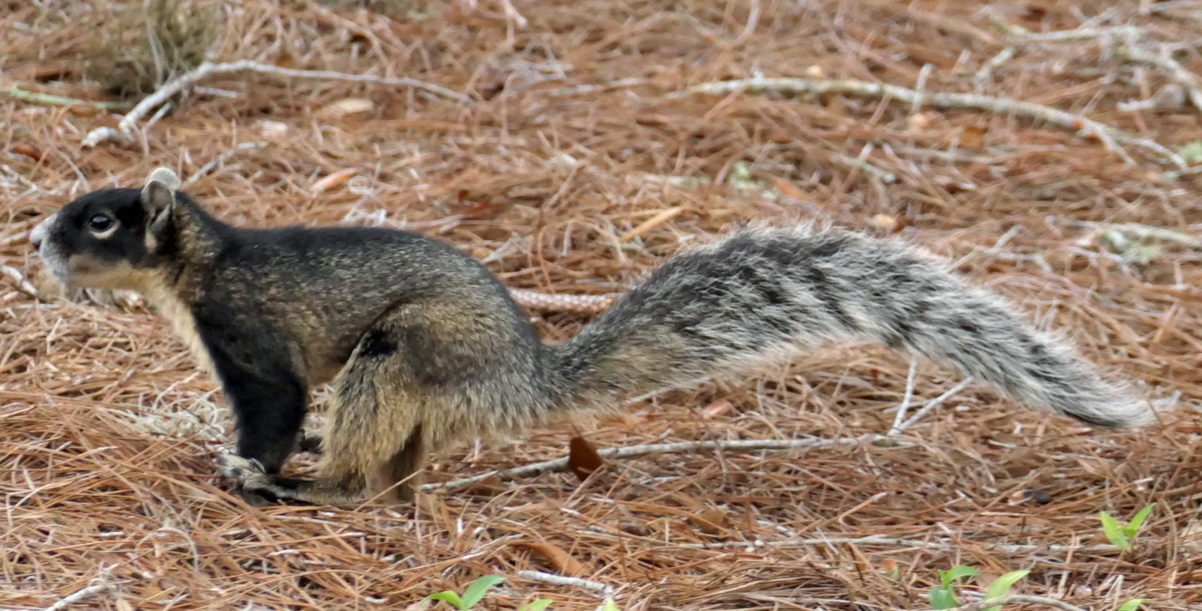A large Sherman's fox squirrel with a black head and tan body in Florida pine habitat