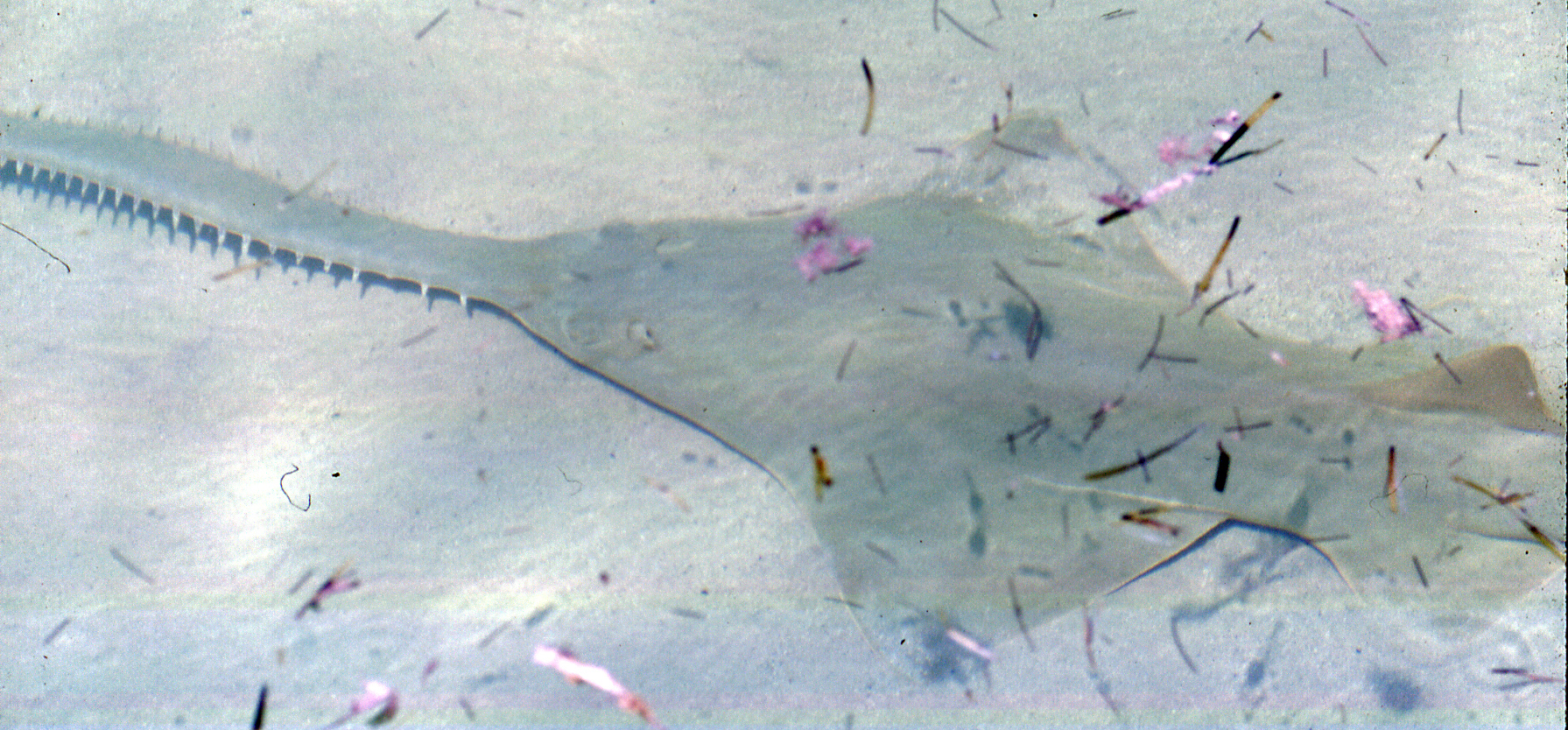 Smalltooth sawfish (Pristis pectinata) photographed in shallow Bahamian water showing the full body and tooth-lined rostrum