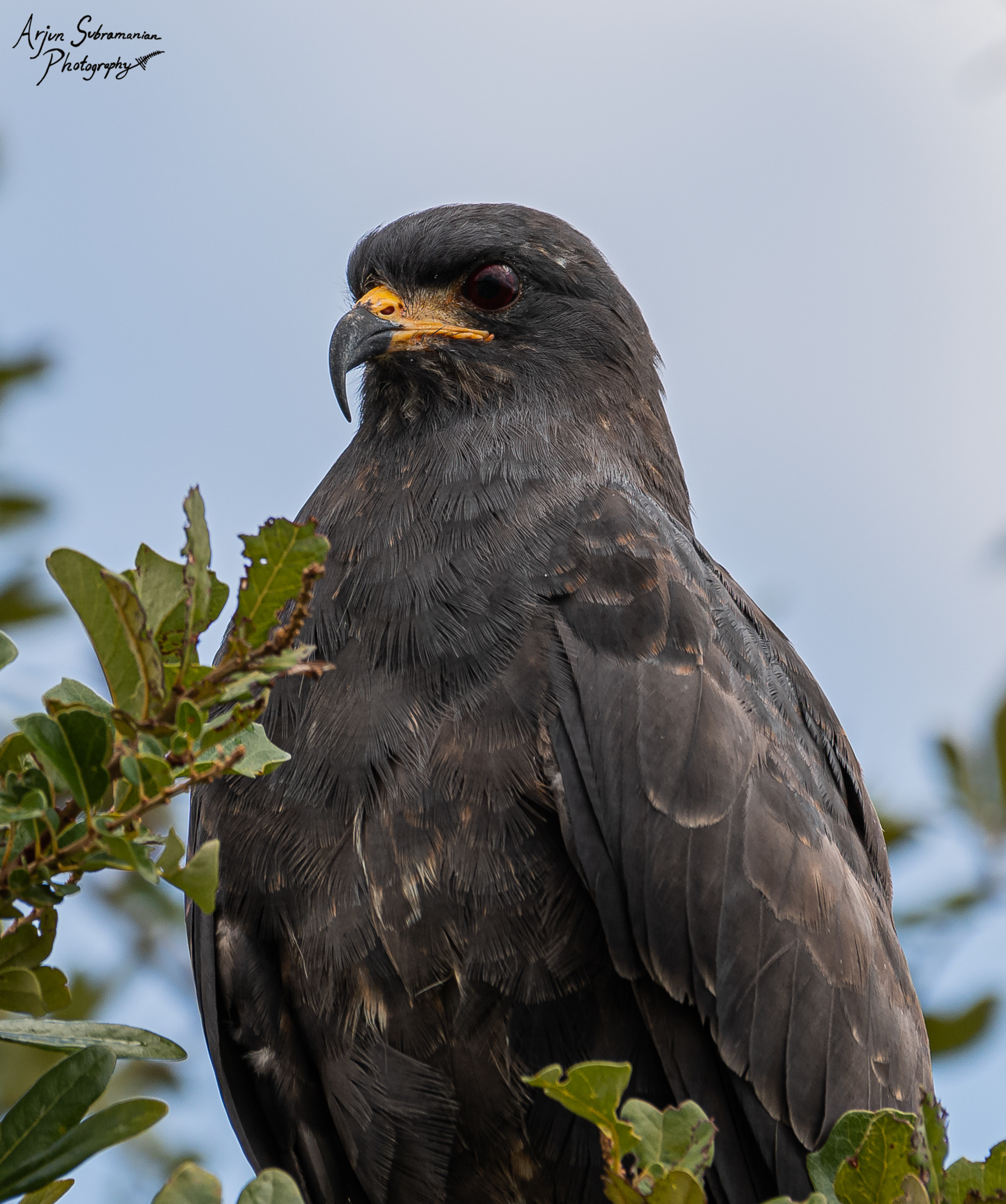 Gavilán caracolero (Rostrhamus sociabilis plumbeus) macho adulto posado en una rama, mostrando el plumaje oscuro característico de la especie y el pico fuertemente ganchudo, Florida