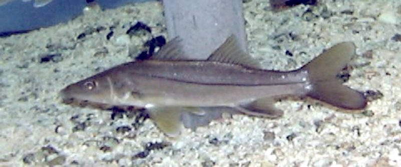 Common snook Centropomus undecimalis showing characteristic lateral black stripe and prominent lower jaw
