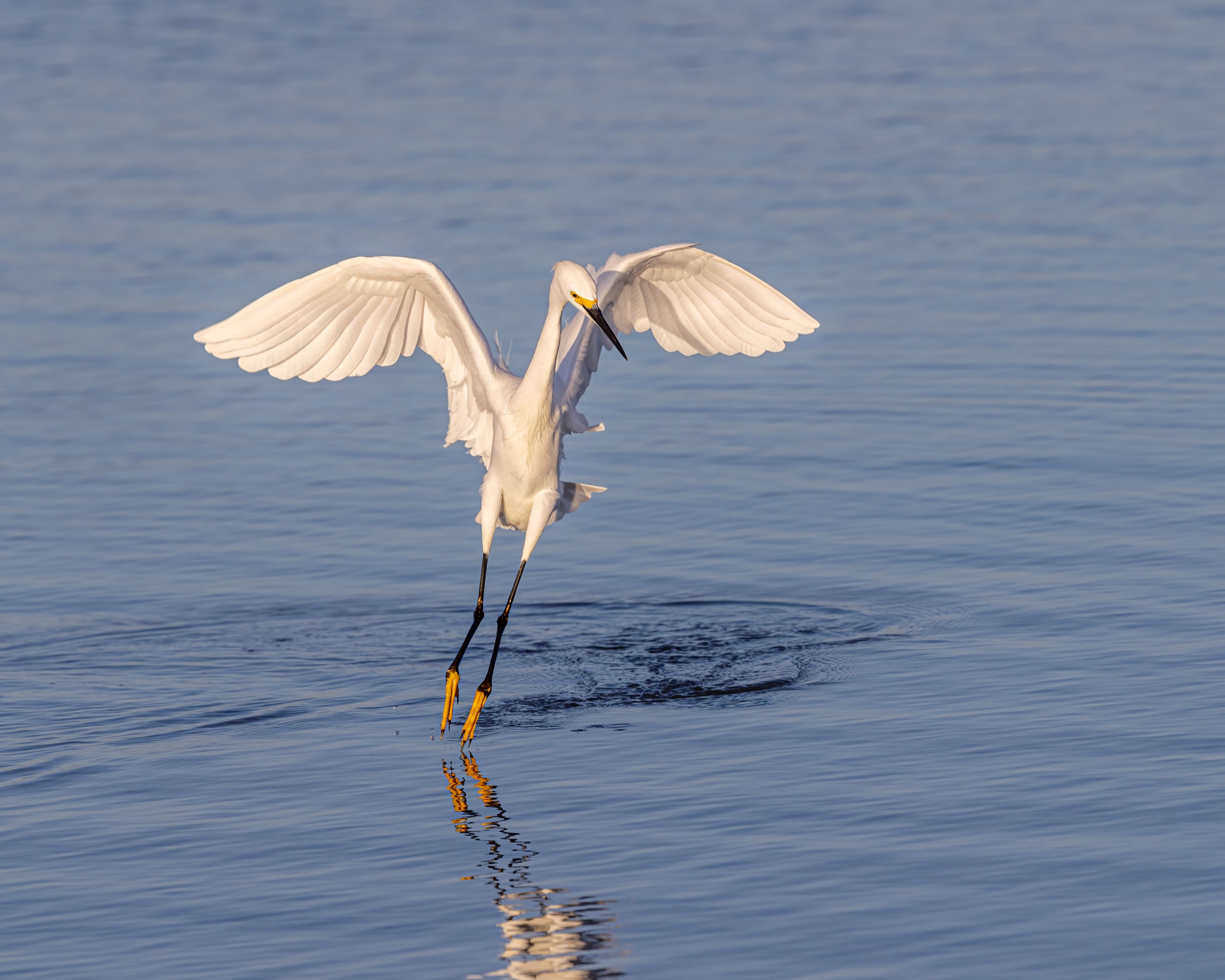 Garça-nevada (Egretta thula) em águas rasas ao amanhecer, mostrando plumagem branca e postura característica de forrageamento, Tiger Tail Beach, Marco Island, Flórida