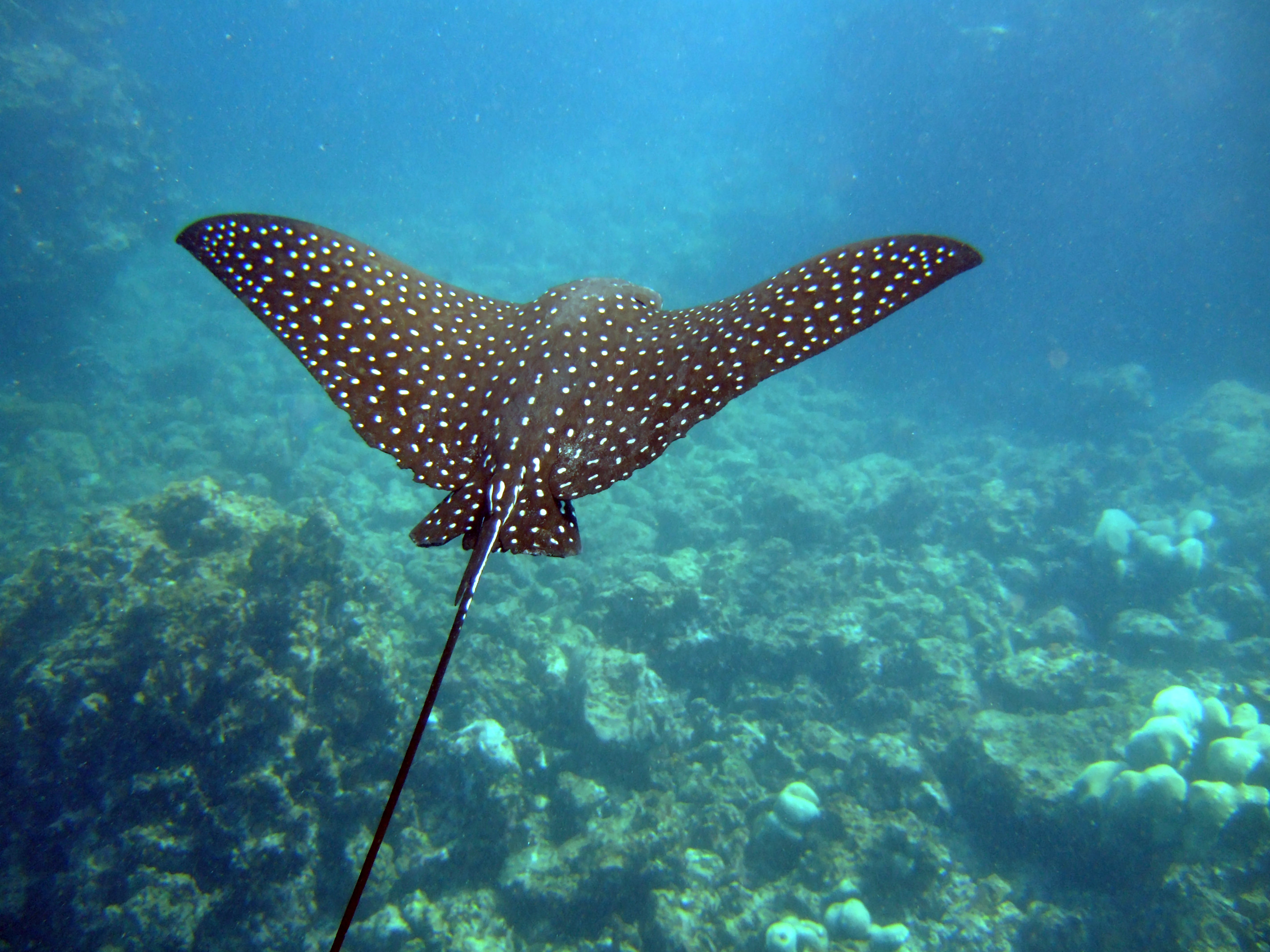 Spotted eagle ray Aetobatus narinari showing distinctive white-spotted dark dorsal surface and wing-like pectoral fins