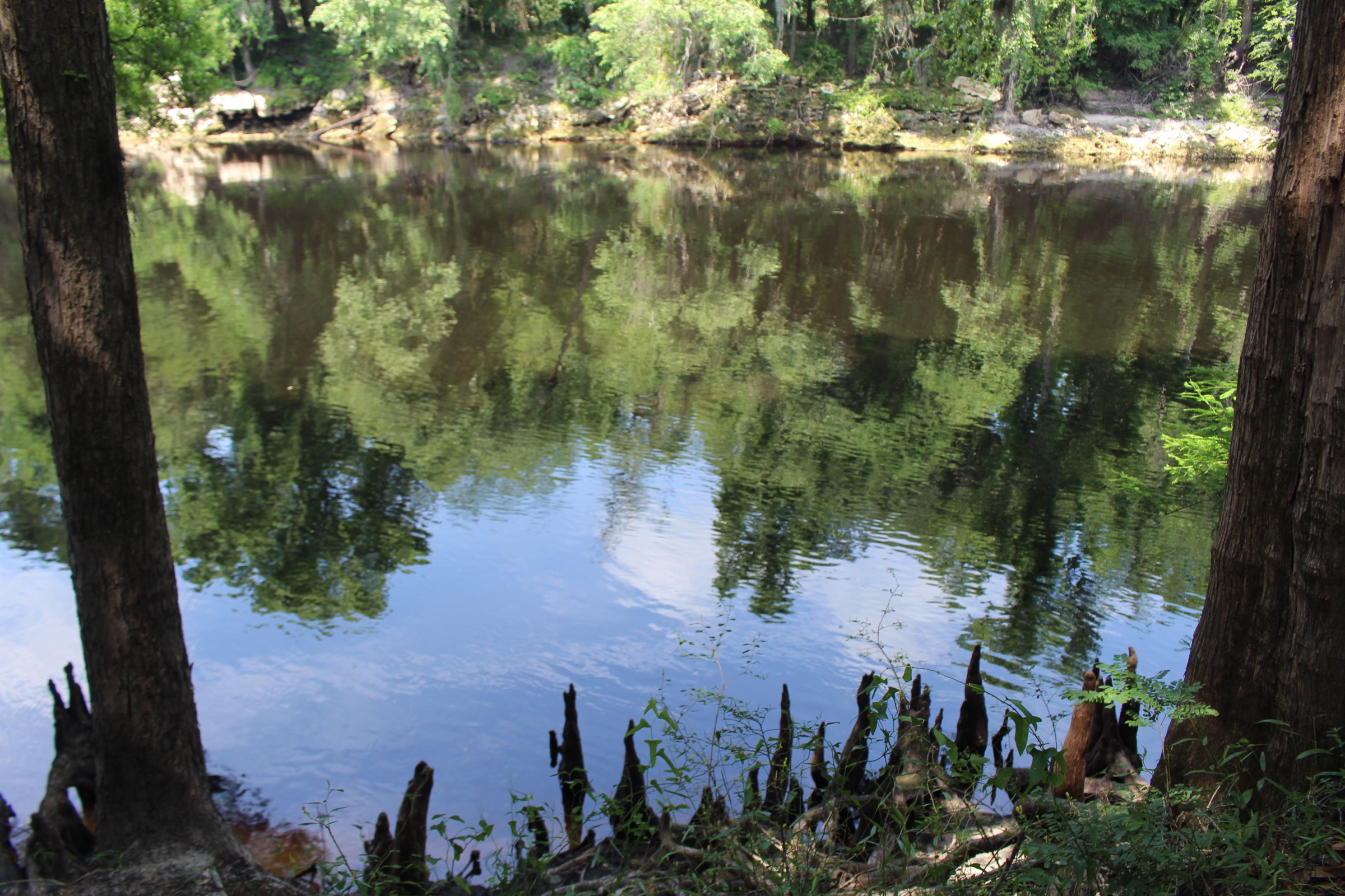 Blackwater Suwannee River flanked by bald cypress trees with knees rising from the tannin-stained water at Suwannee River State Park, Florida
