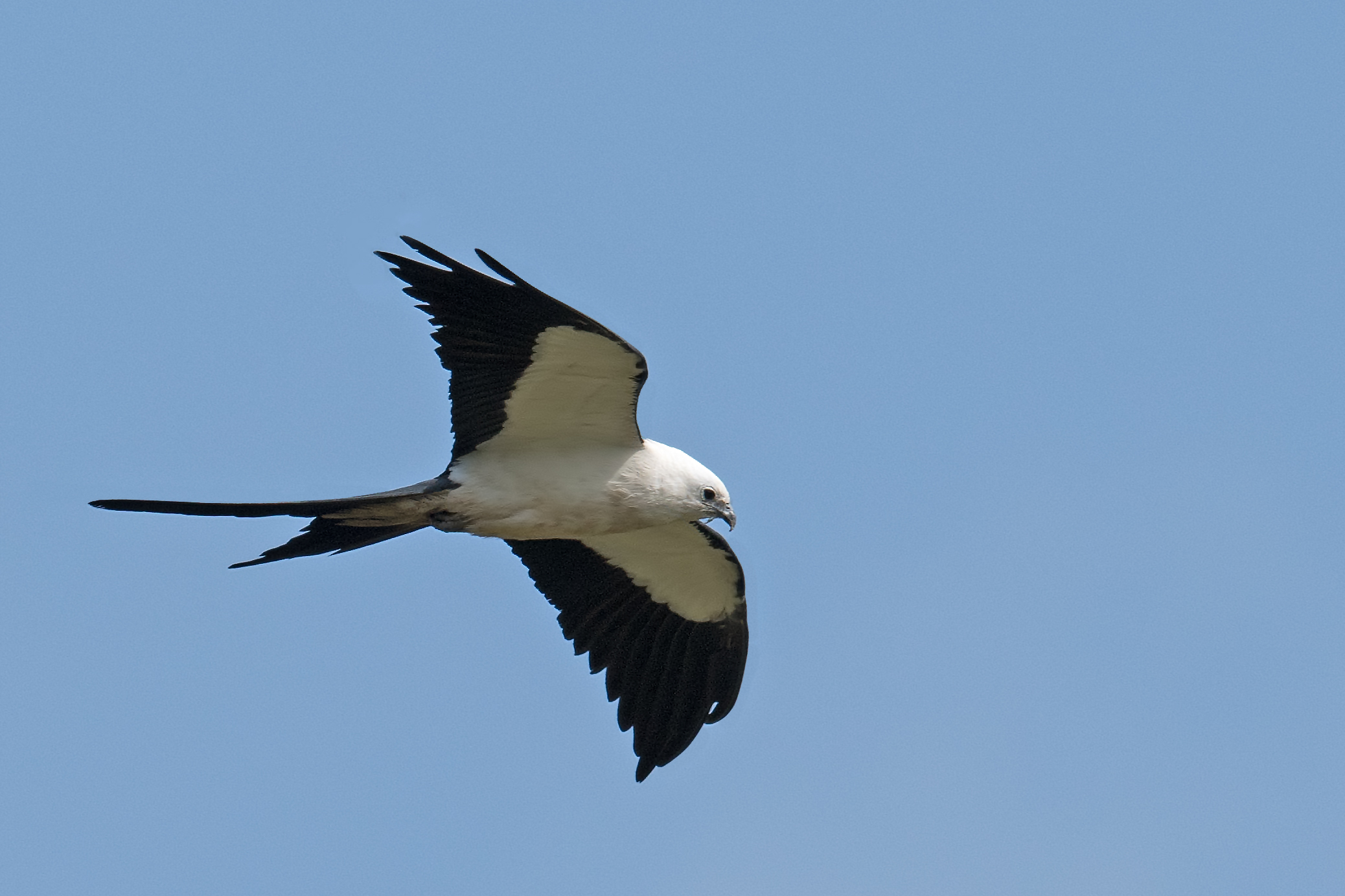 American swallow-tailed kite in flight with deeply forked black tail and white underwings against blue Florida sky