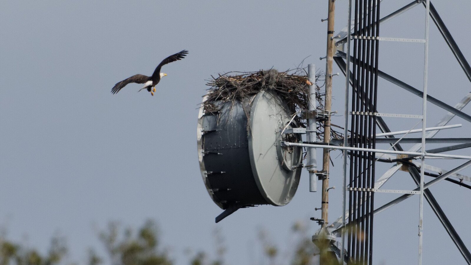 Bald eagle in flight over pine flatwoods with Florida sky behind