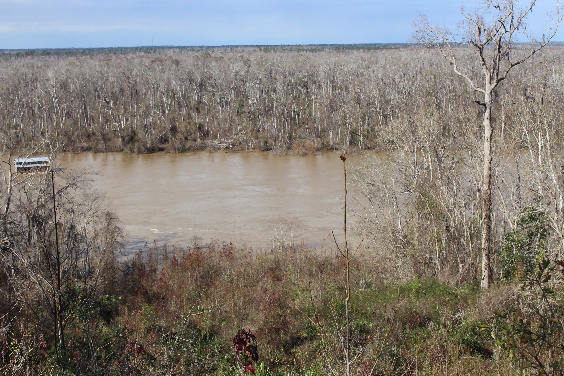 Vista do alto de um penhasco sobre o rio Apalachicola no Torreya State Park