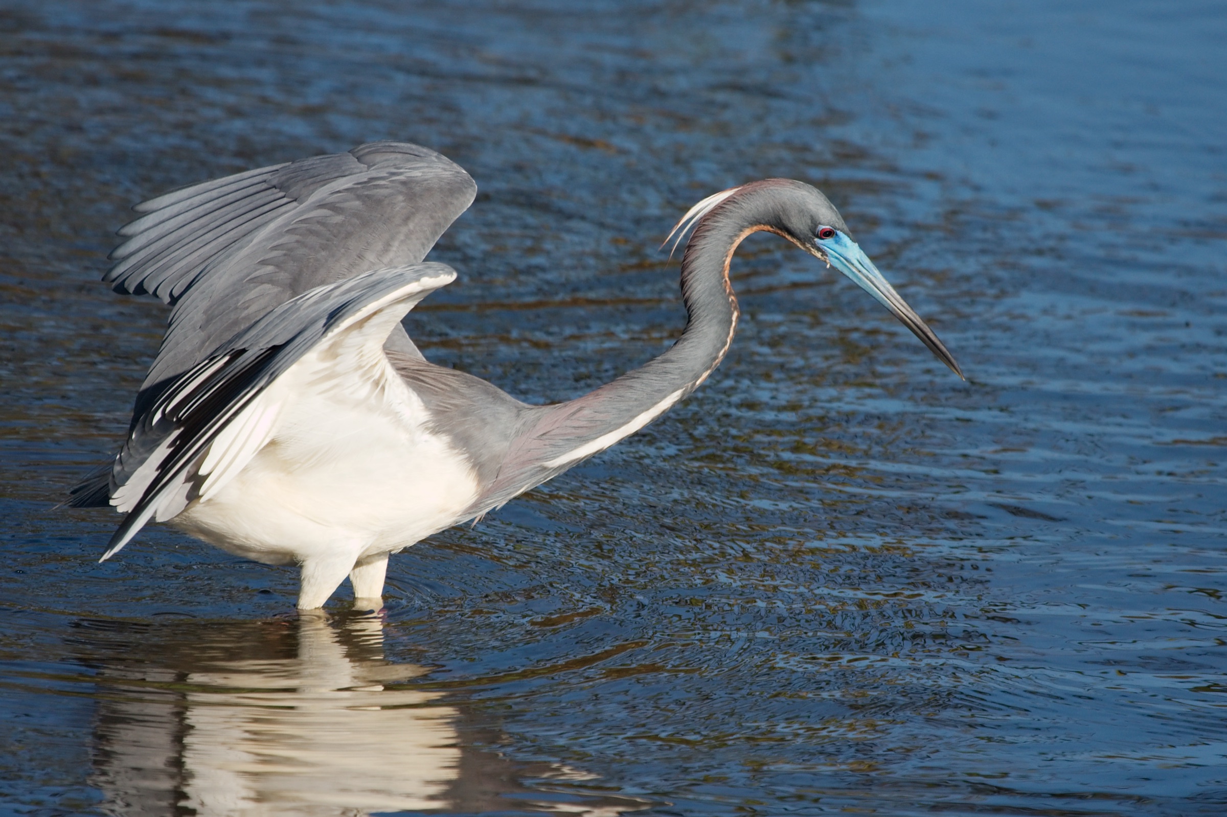 A tricolored heron wading in shallow water at Wakodahatchee Wetlands, Delray Beach, Florida