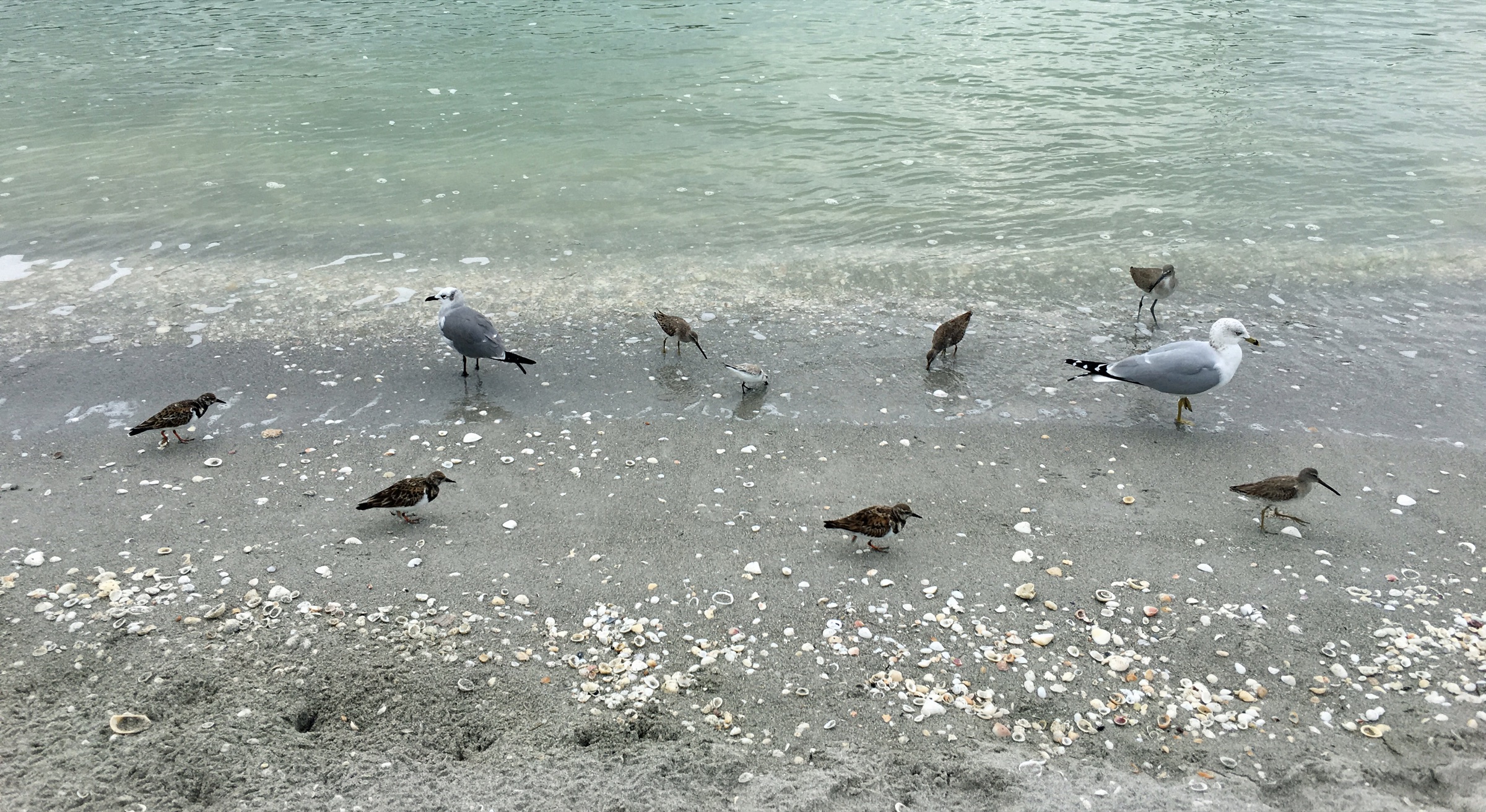 Mixed flock of shorebirds including ring-billed gulls, laughing gulls, and ruddy turnstones gathered on a sunny Florida beach at Blind Pass Beach Park, Sanibel Island
