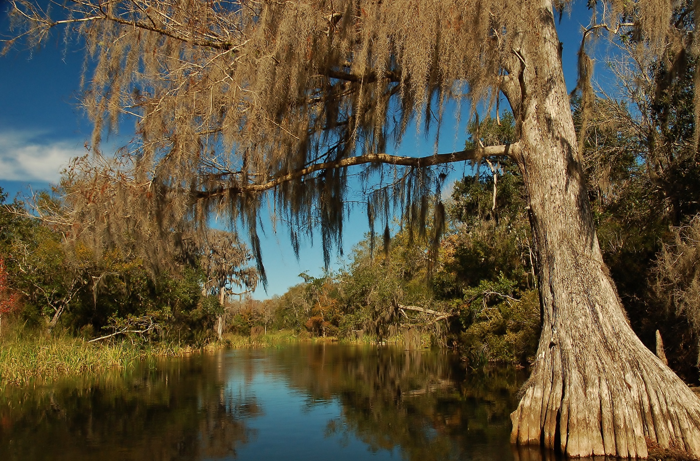 Bald cypress trees in the clear spring-fed water of the Wacissa River