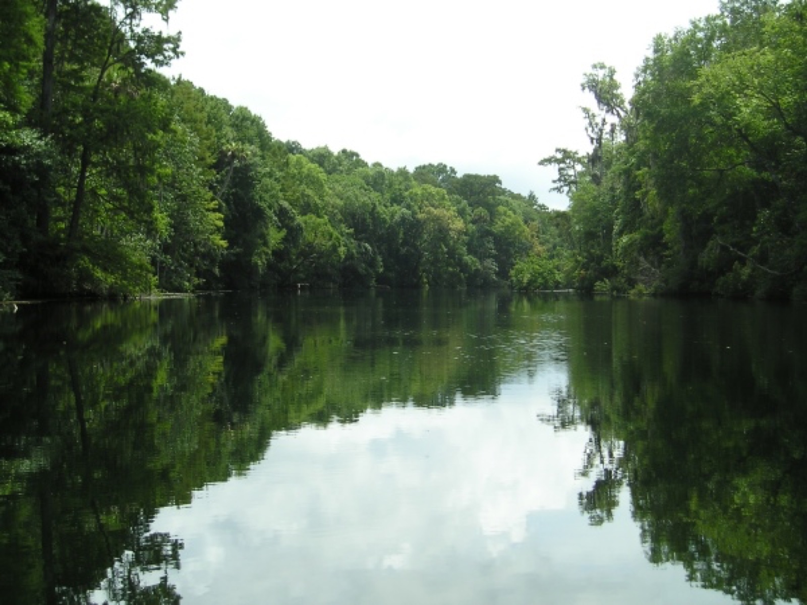 Tree-lined still water of the Wakulla River reflecting the cypress forest, Florida
