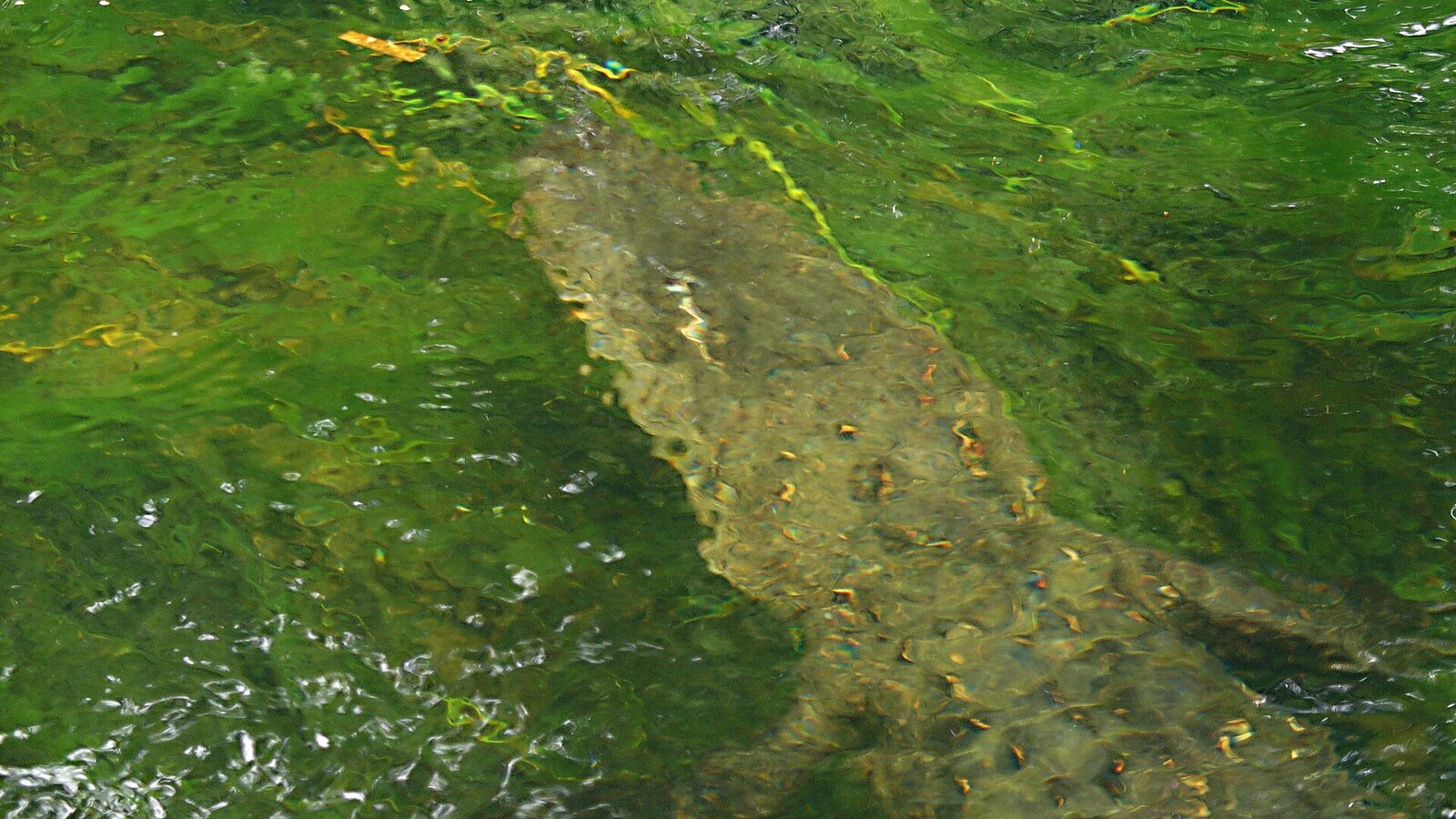 Clear blue-green freshwater spring with cypress trees on the bank and a glass-bottom tour boat visible on the surface
