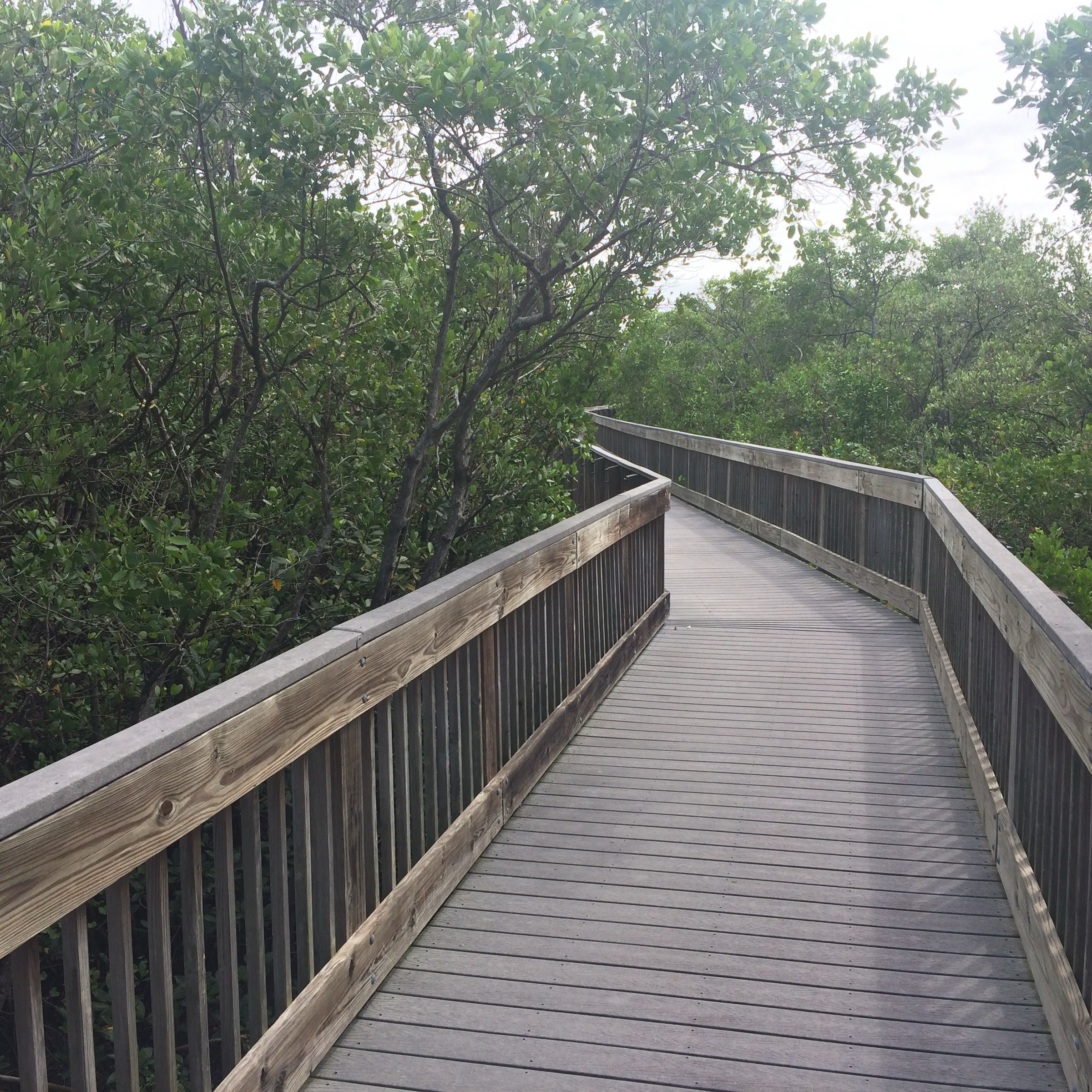Passarela elevada entre os mangues no Weedon Island Preserve