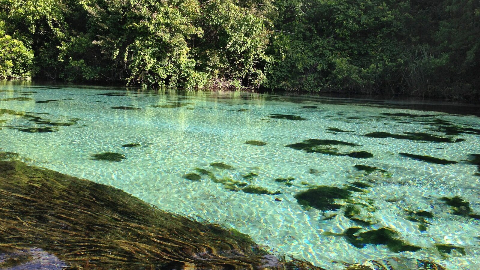 Crystal-clear spring-fed river with sandy bottom visible through turquoise water, paddleboards on the water, cypress and oak trees lining the banks