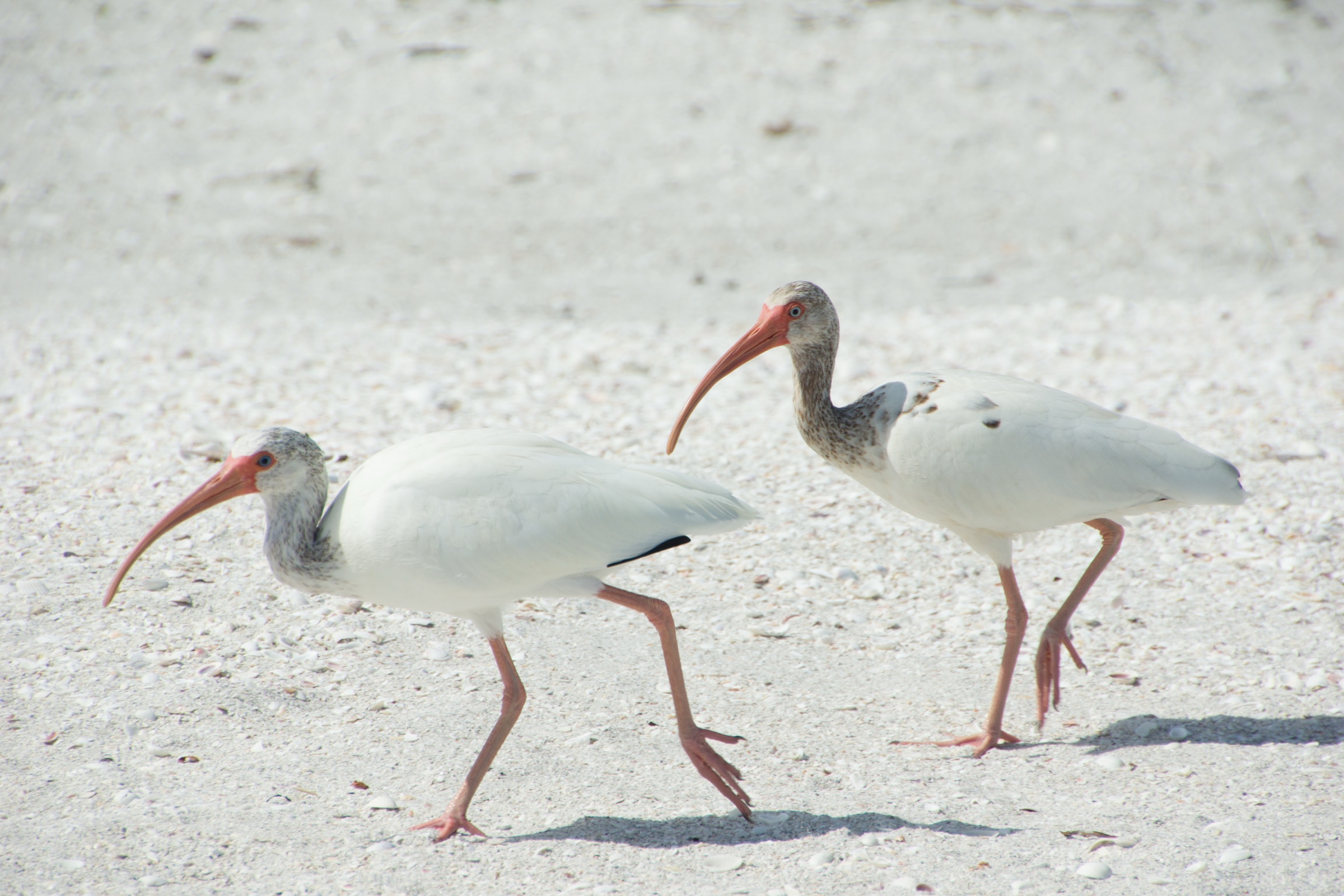 Íbis-branco Americano (Eudocimus albus) na costa oeste da Flórida perto de Sanibel, exibindo plumagem branca característica e longo bico curvo em laranja-rosado