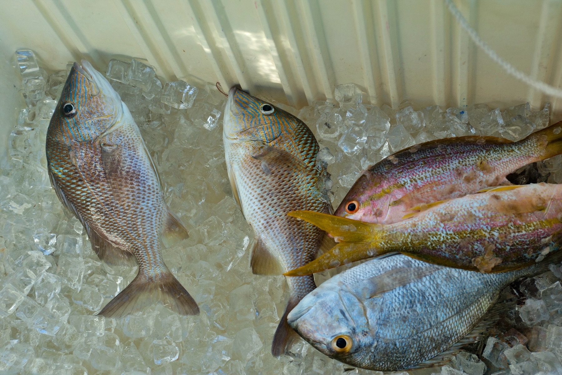Peces recién capturados empacados en hielo dentro de una nevera de barco tras un día de pesca