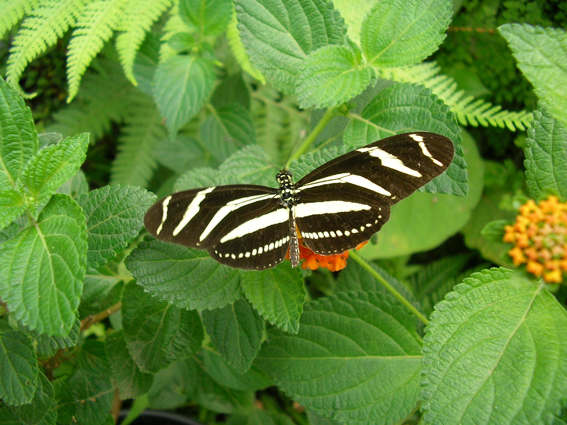 A zebra longwing butterfly with long black wings striped in pale yellow, perched on a flower